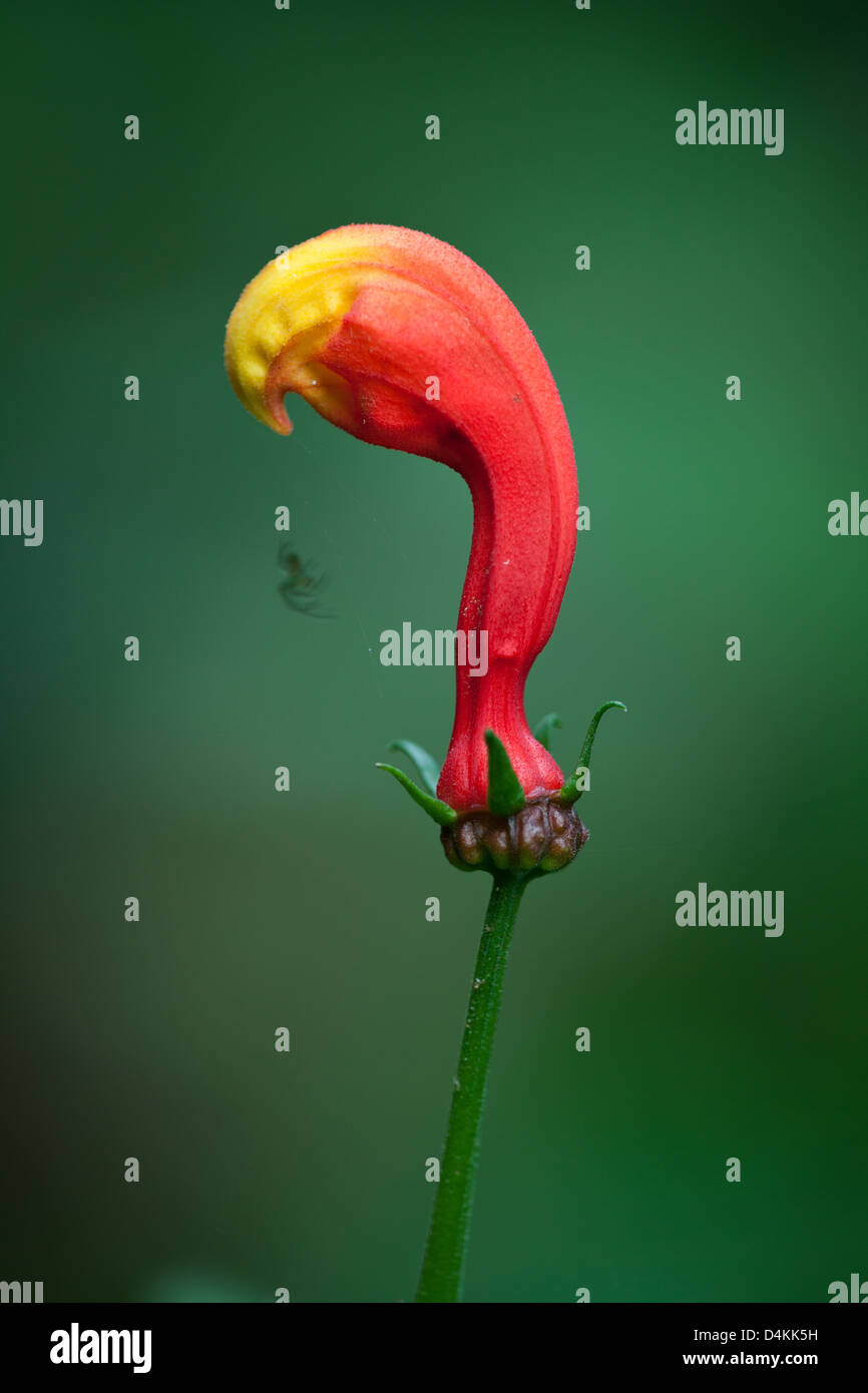 Arancione e il fiore rosso con piccola spider La Amistad national park, Chiriqui provincia, Repubblica di Panama. Foto Stock