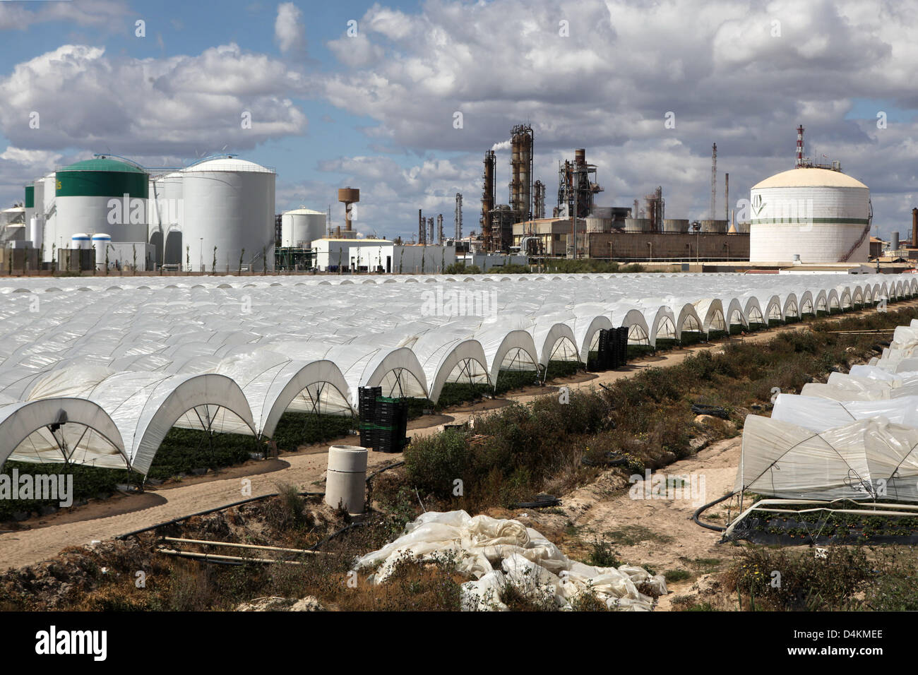 Le fragole sono cresciute sotto gallerie di lamina su campi accanto a una zona con diverse raffinerie di petrolio in Palos de la Frontera vicino a Huelva, Spagna, 12 aprile 2009. La maggior parte delle fragole sono esportati. Foto: Bodo segna Foto Stock