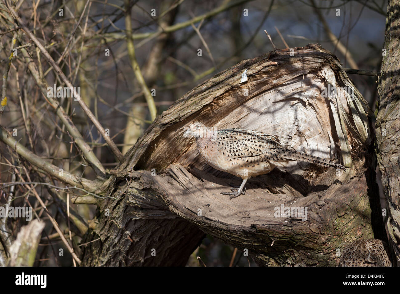 Fagiano femmina Phasianus colchicus in habitat boschivo REGNO UNITO Foto Stock Fagiano femmina Phasianus colchicus in habitat boschivo REGNO UNITO Foto Stock