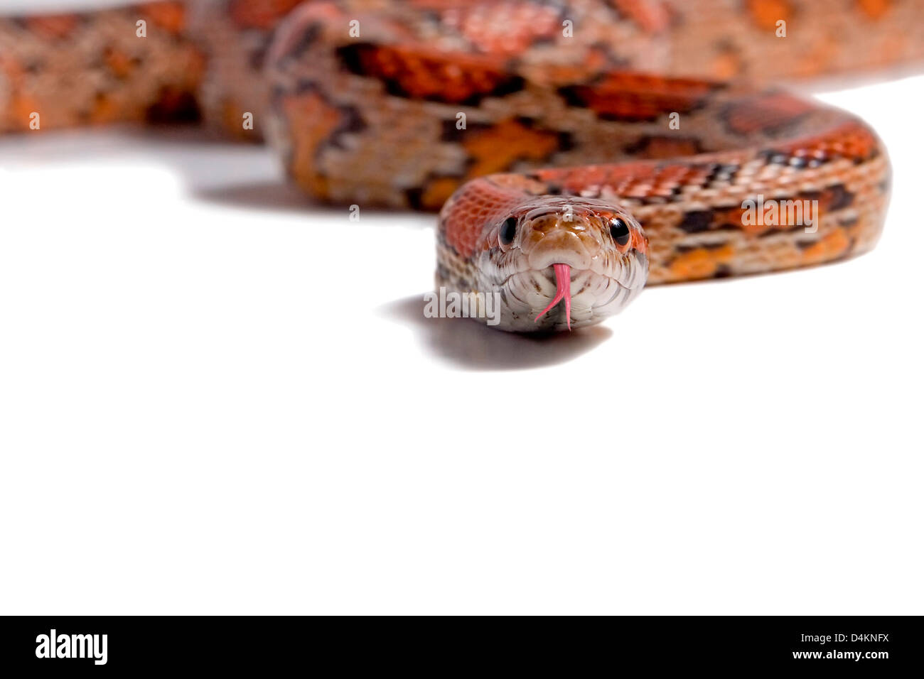 Granturco snake ( Elaphe guttata ) varietà red albino Foto Stock