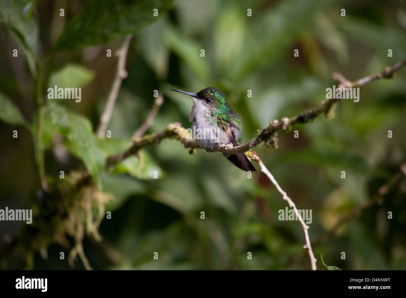 Hummingbird vicino a Los Quetzales lodge, La Amistad national park, Chiriqui provincia, Repubblica di Panama. Foto Stock