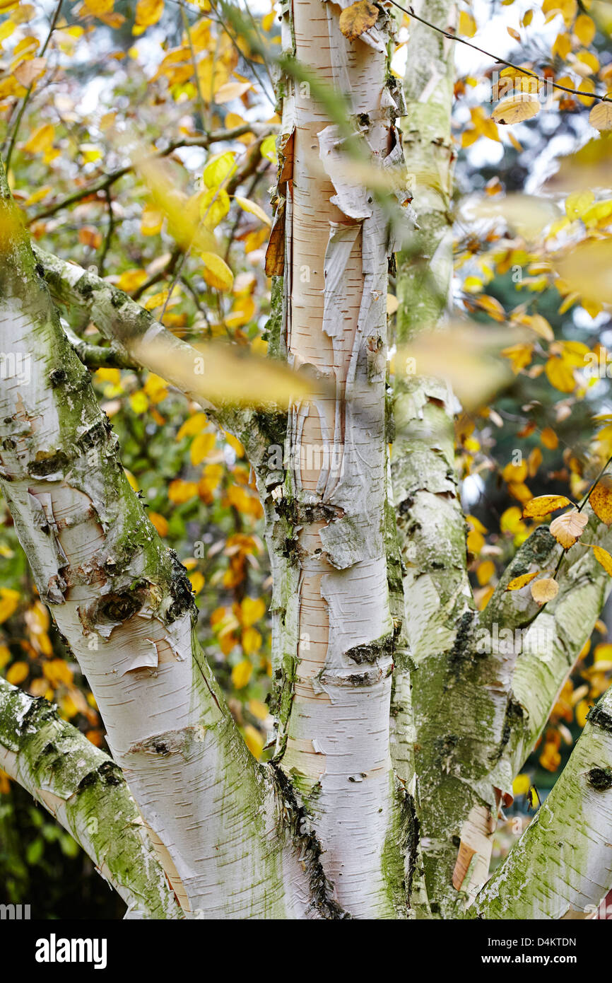 Himalayana di corteccia di betulla e le foglie in autunno Foto Stock