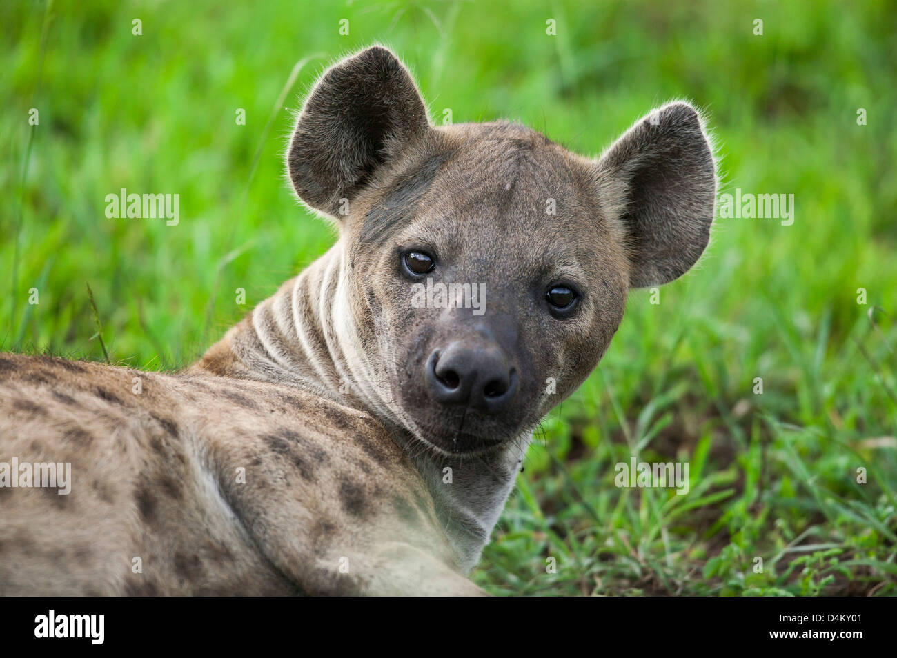 Appoggio in erba un Spotted hyena Crocuta crocuta è avvisato da una minaccia dal pacco Foto Stock