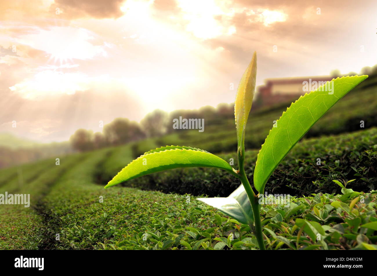 Foglie di tè verde in pianta del tè Foto Stock