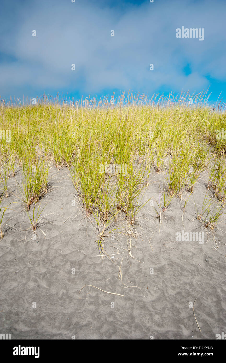 Paesaggio di erbe lunghe e sabbia in spiaggia con cielo blu Foto Stock