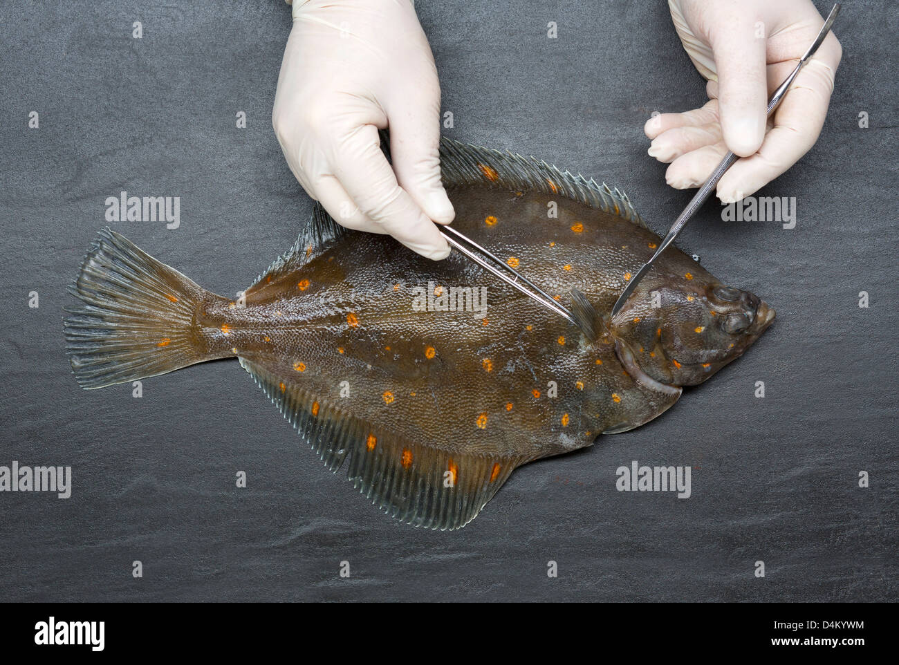 Scienziato per affettare il pesce fresco sul tavolo Foto Stock