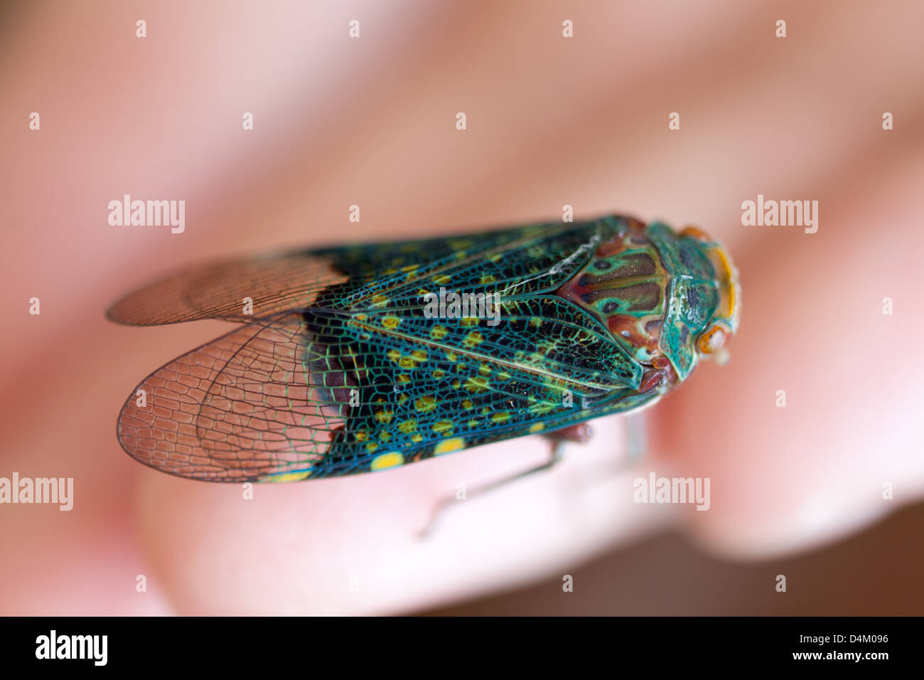 Insetto colorato in Altos de Campana national park, provincia di Panama, Repubblica di Panama. Foto Stock