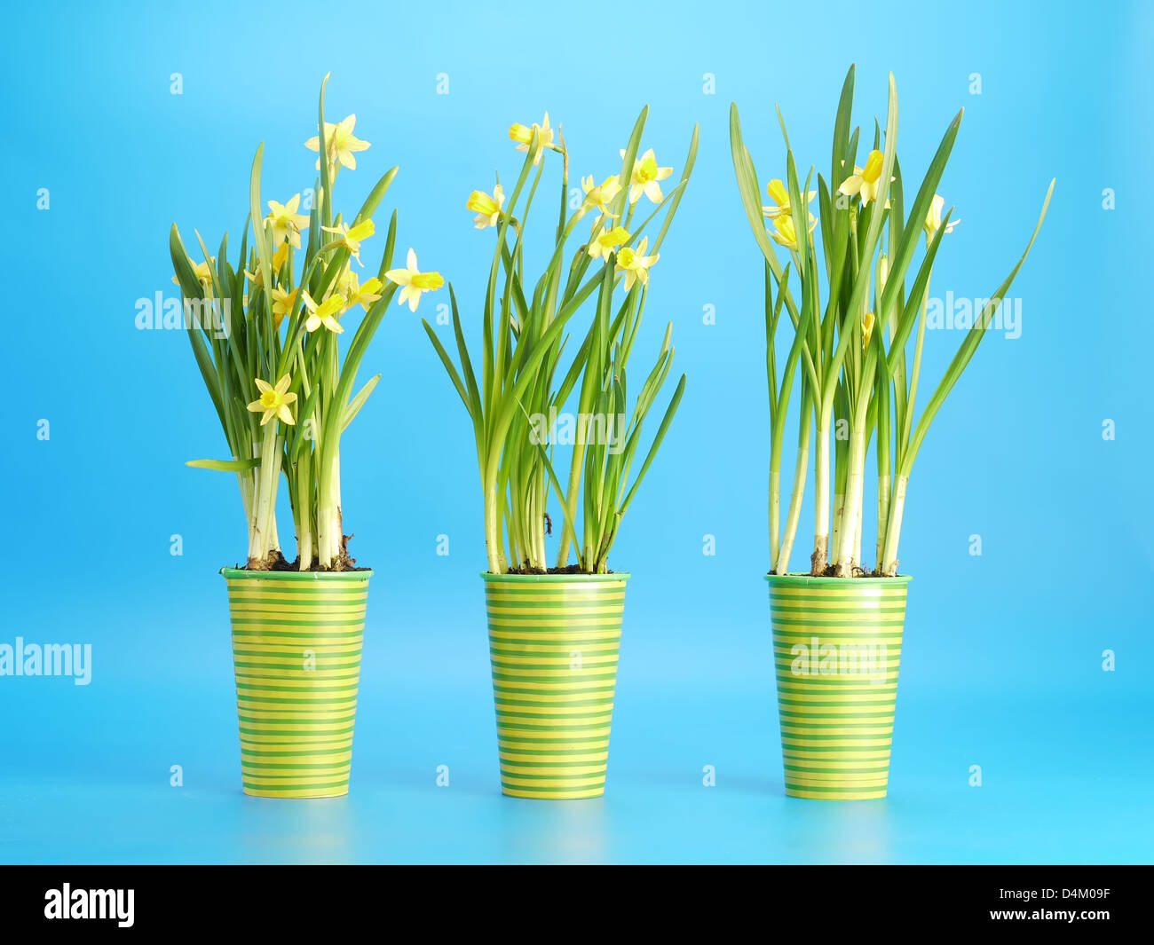 Tre Bicchieri di fresco daffodils giallo su sfondo blu Foto Stock