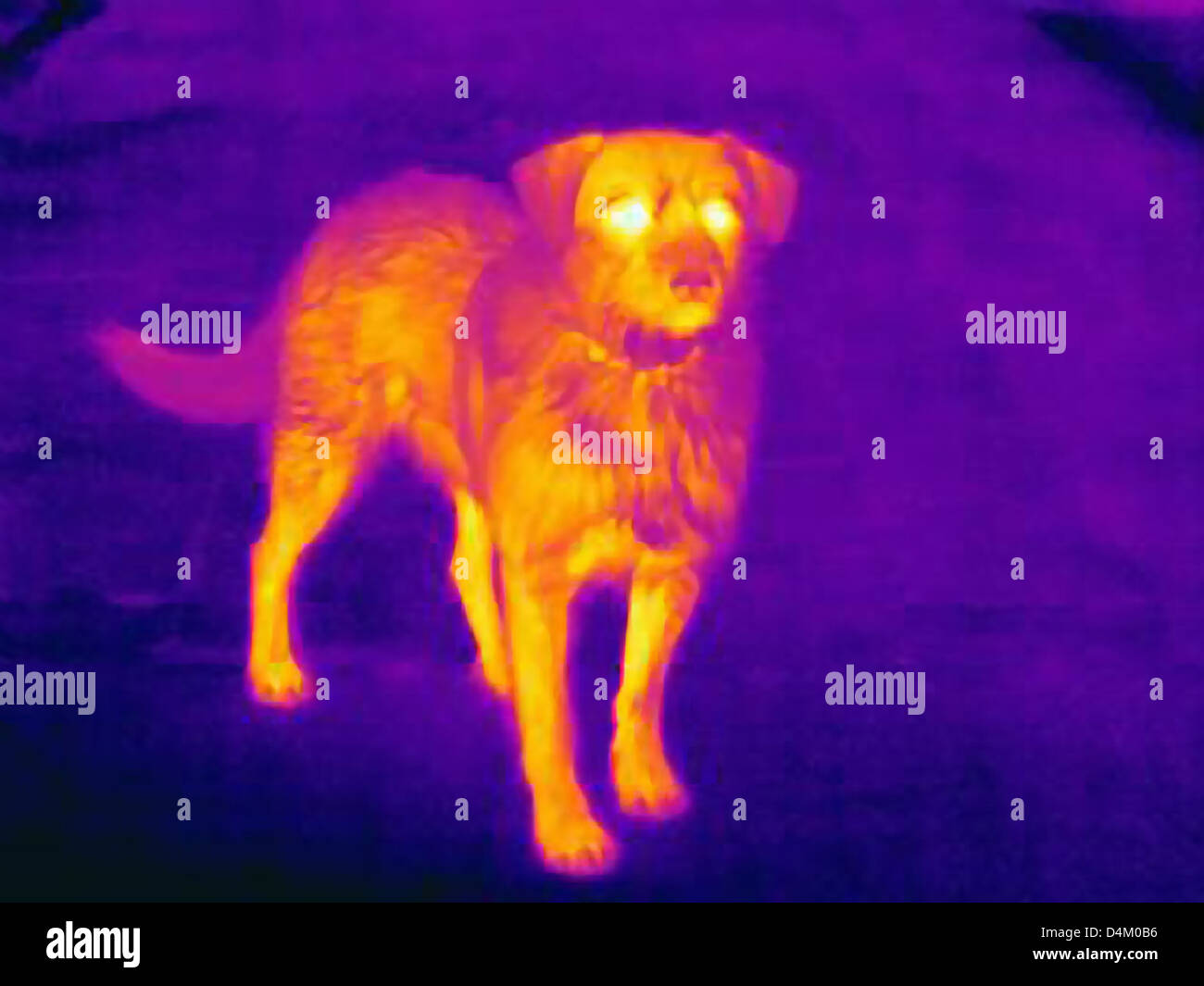 Immagine termica del cane sulla strada di città Foto Stock