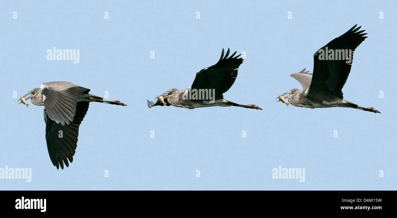 Fotomontaggio di tre aironi cenerini (Ardea cinerea) in volo con un pesce nel becco su sfondo blu Foto Stock