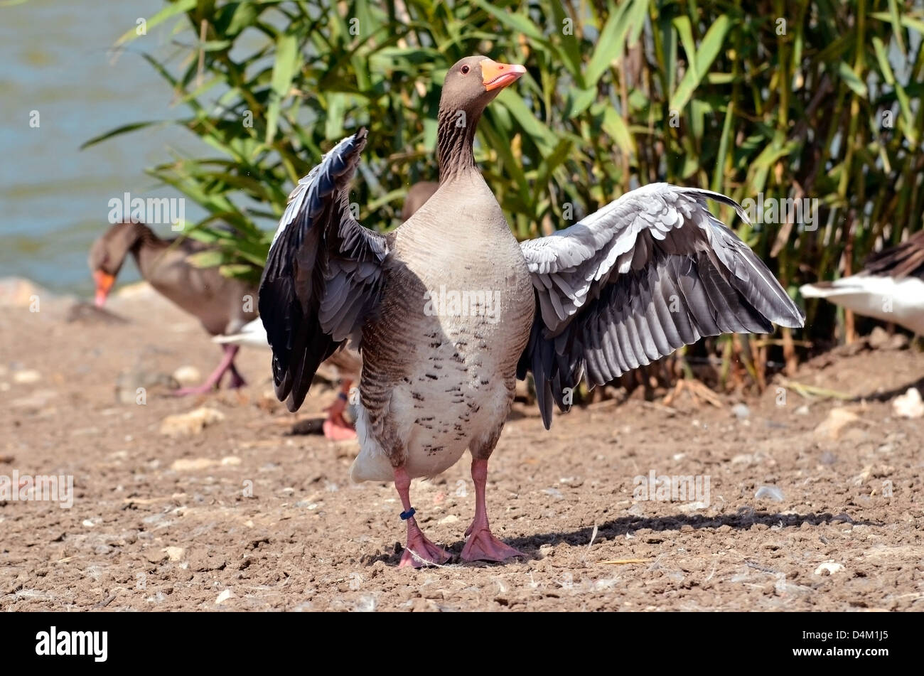 Graylag goose (Anser anser domesticus) ali aperte Foto Stock