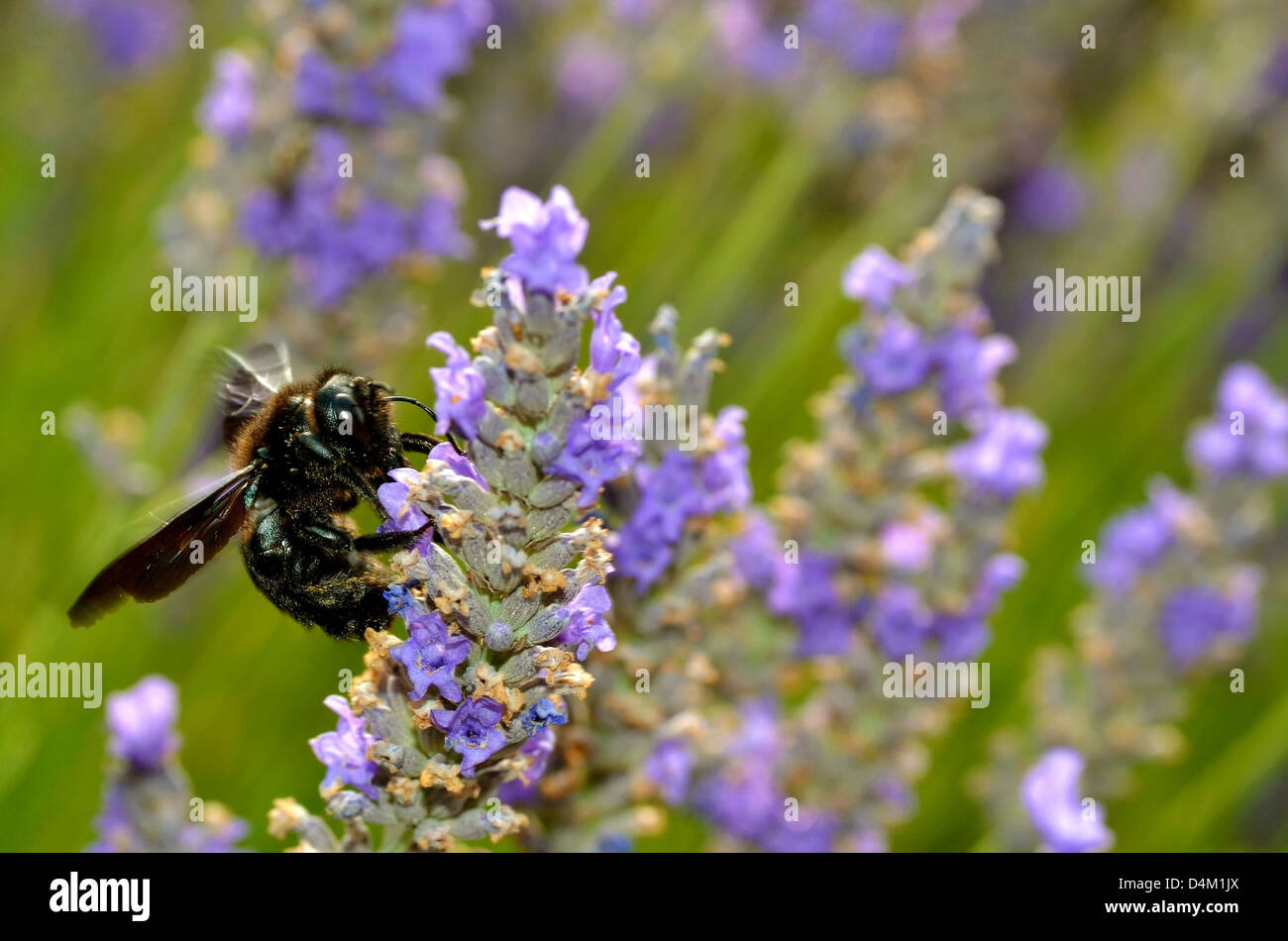 Closeup carpenter bee (xylocopa) alimentazione sul fiore lavanda Foto Stock