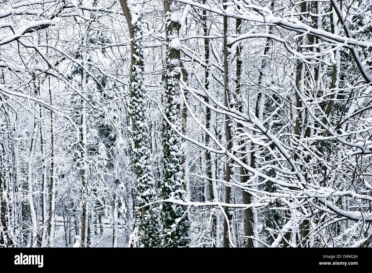 Alberi in inverno la neve Foto Stock