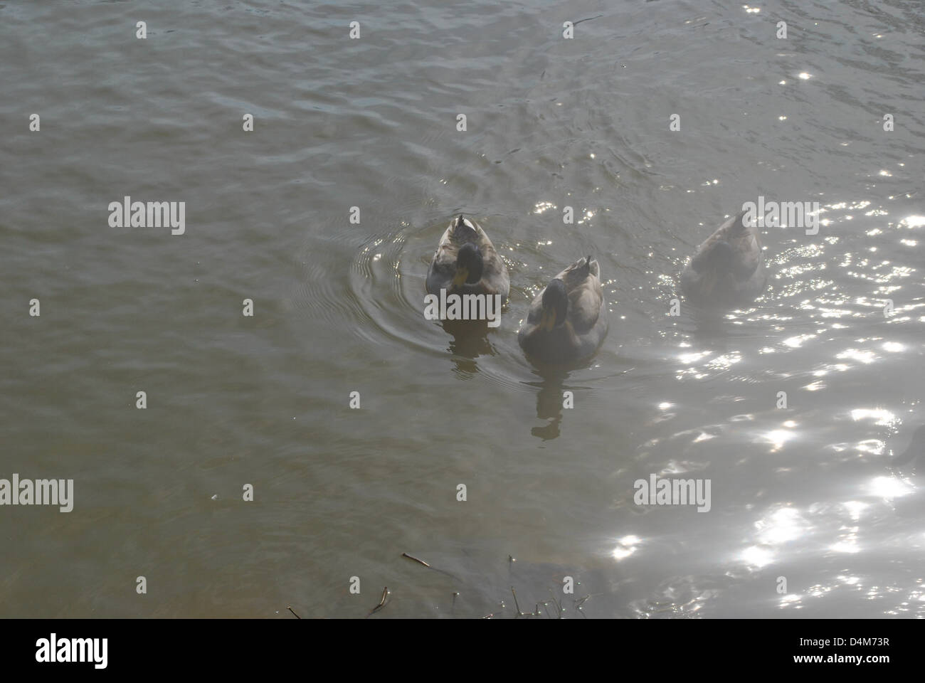 Anatre sull'acqua Foto Stock