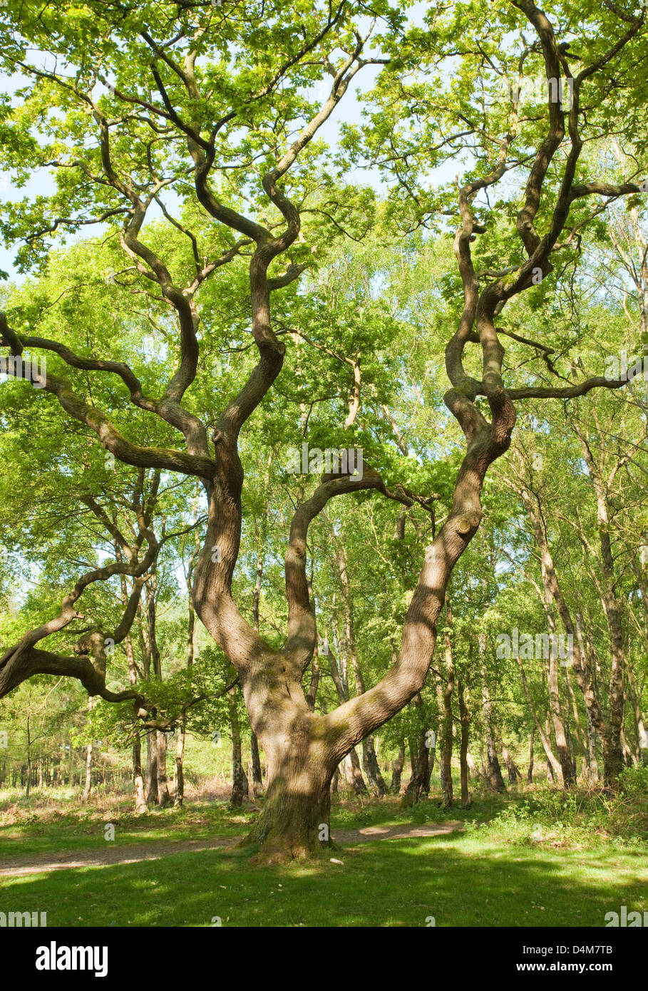 Bella forma curva della antica quercia può stagione primavera su Cannock Chase Country Park AONB (area naturale di straordinaria bea Foto Stock