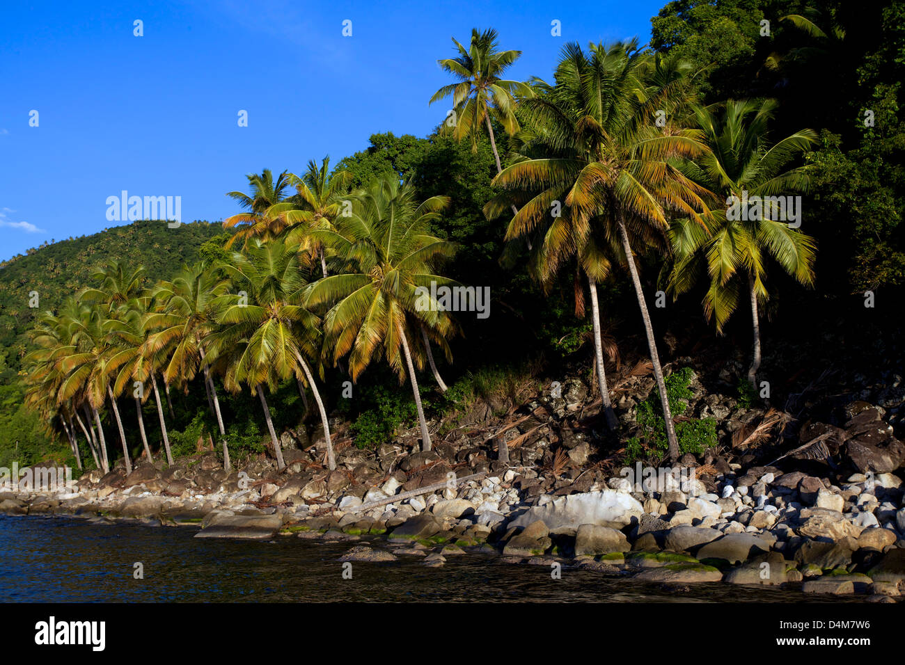 Le Palme di rivestimento del litorale di Santa Lucia nei Caraibi orientali Foto Stock