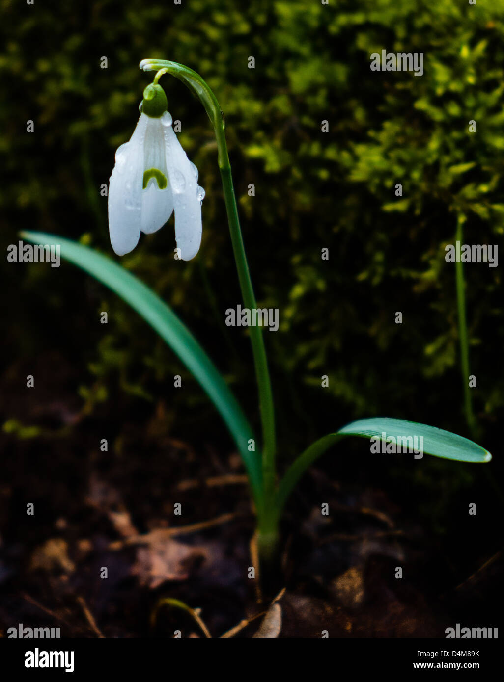 Fioritura Galanthus nivalis snowdrop Foto Stock