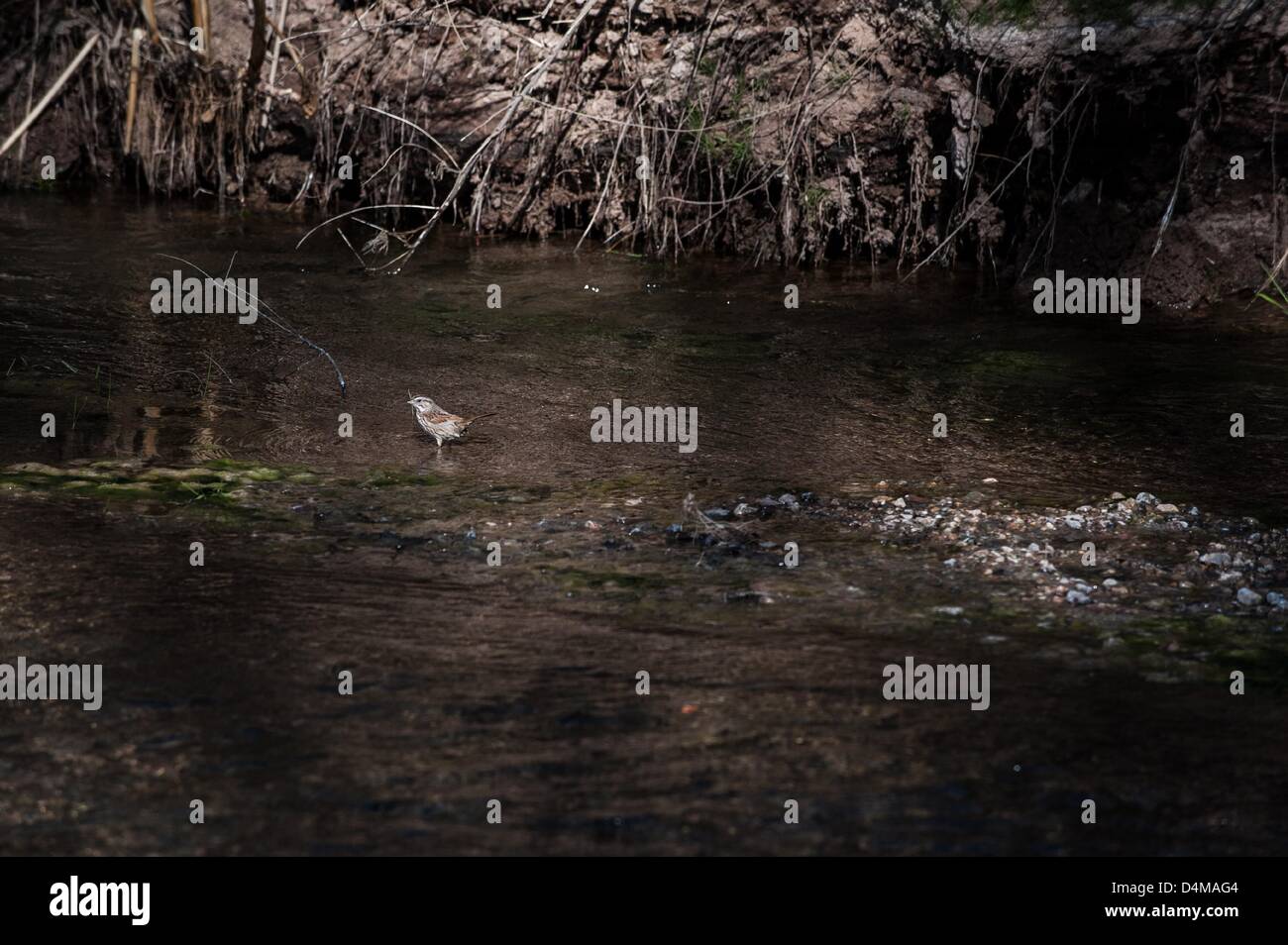 Febbraio 7, 2013 - Tucson, Arizona, Stati Uniti - una canzone Sparrow sorge in San Pedro River vicino a Hereford, Ariz. Pur vivendo "nel deserto", una canzone passeri non avventurarsi al di fuori del bagnato, boscose Foreste ripariali trovato lungo il San Pedro e altri fiumi. (Credito Immagine: © sarà Seberger/ZUMAPRESS.com) Foto Stock