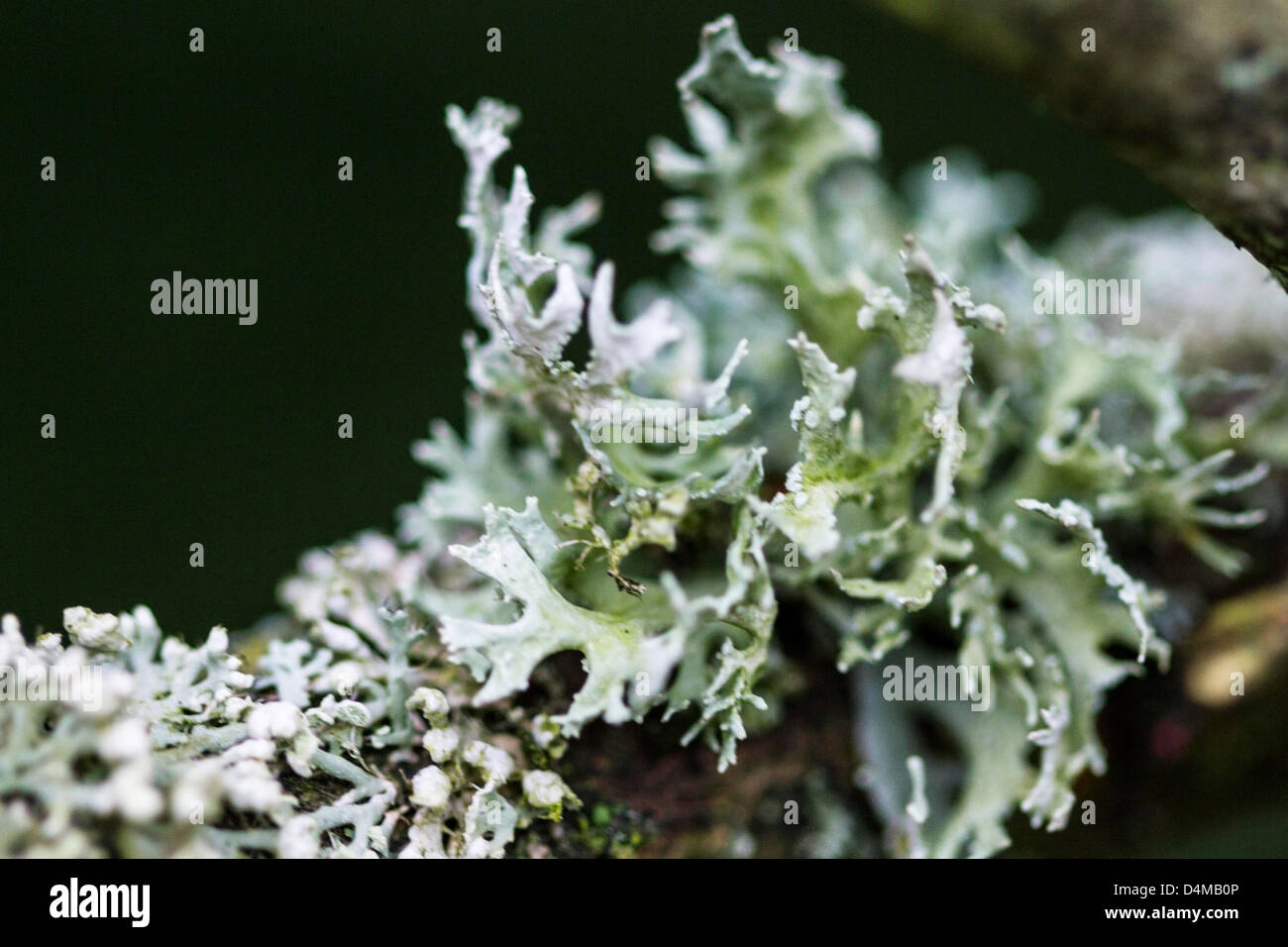 Licheni come alghe marine Foto Stock