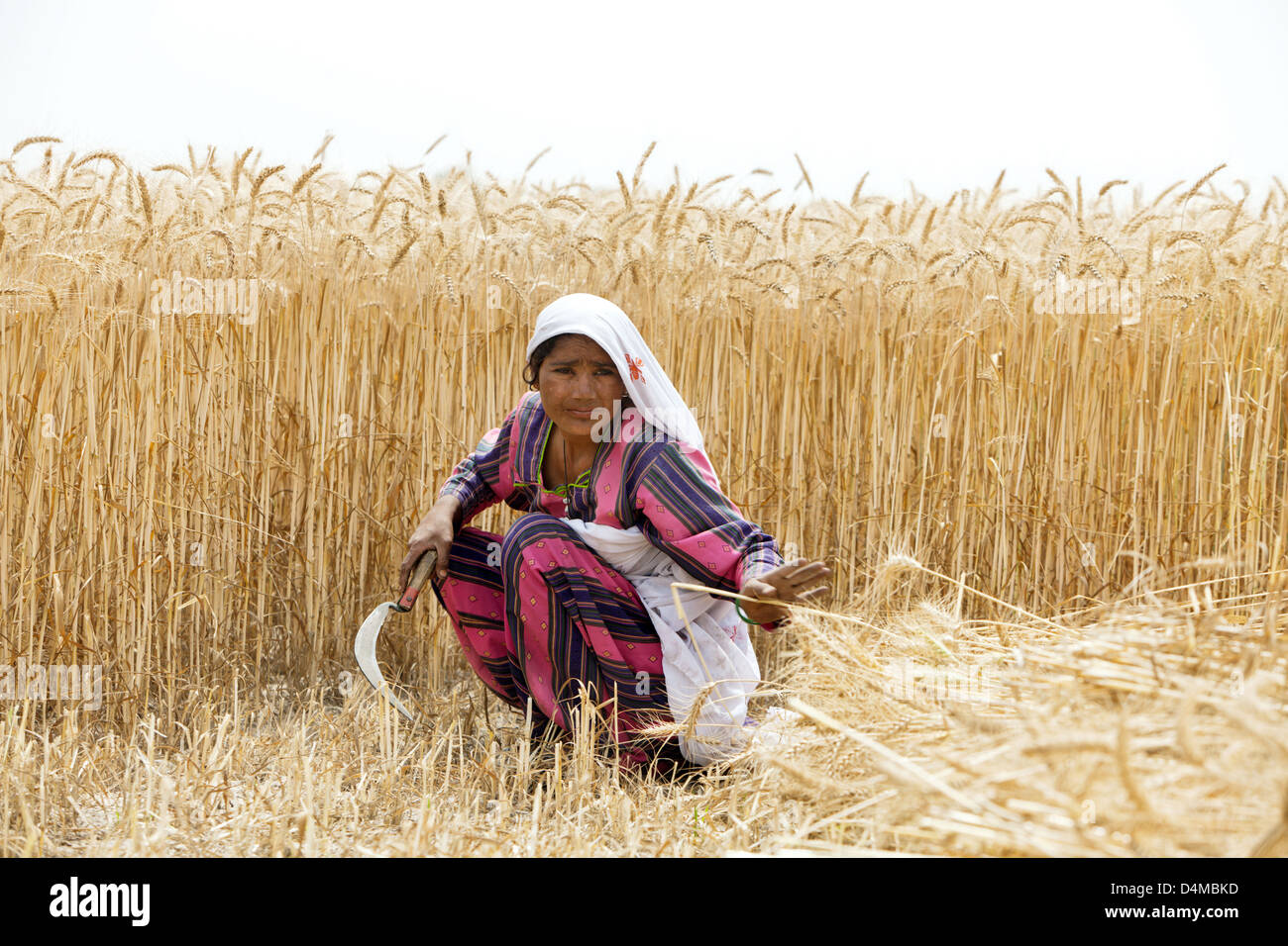 Hamzomahar, Pakistan, le donne che lavorano nei campi Foto Stock