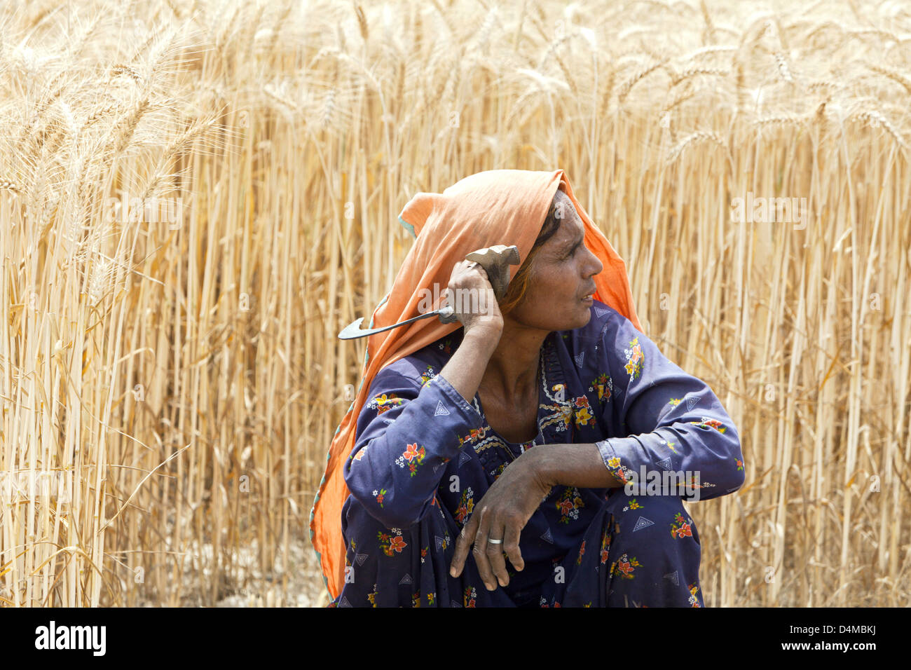 Hamzomahar, Pakistan, le donne che lavorano nei campi Foto Stock