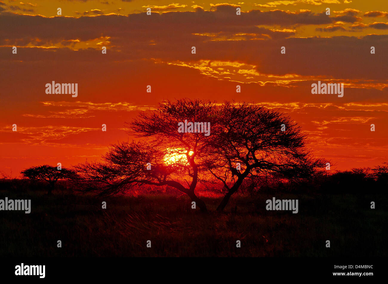 Sunset over Onguma Riserva Privata, vicino al Parco Nazionale di Etosha, Namibia Foto Stock