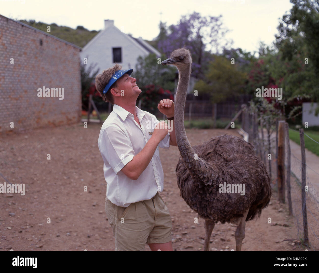 Ranger con ostrich a Cango mostrano di struzzo agriturismo, Oudtshoorn, Provincia del Capo occidentale, Repubblica del Sud Africa Foto Stock