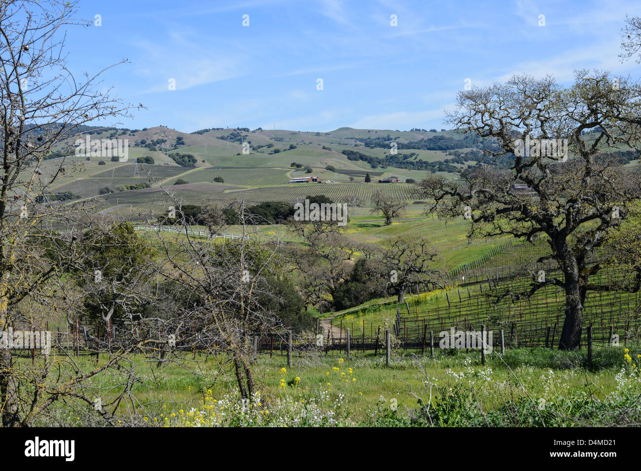 Vino Vigna nella Valle di Napa California su un cielo blu giorno Foto Stock