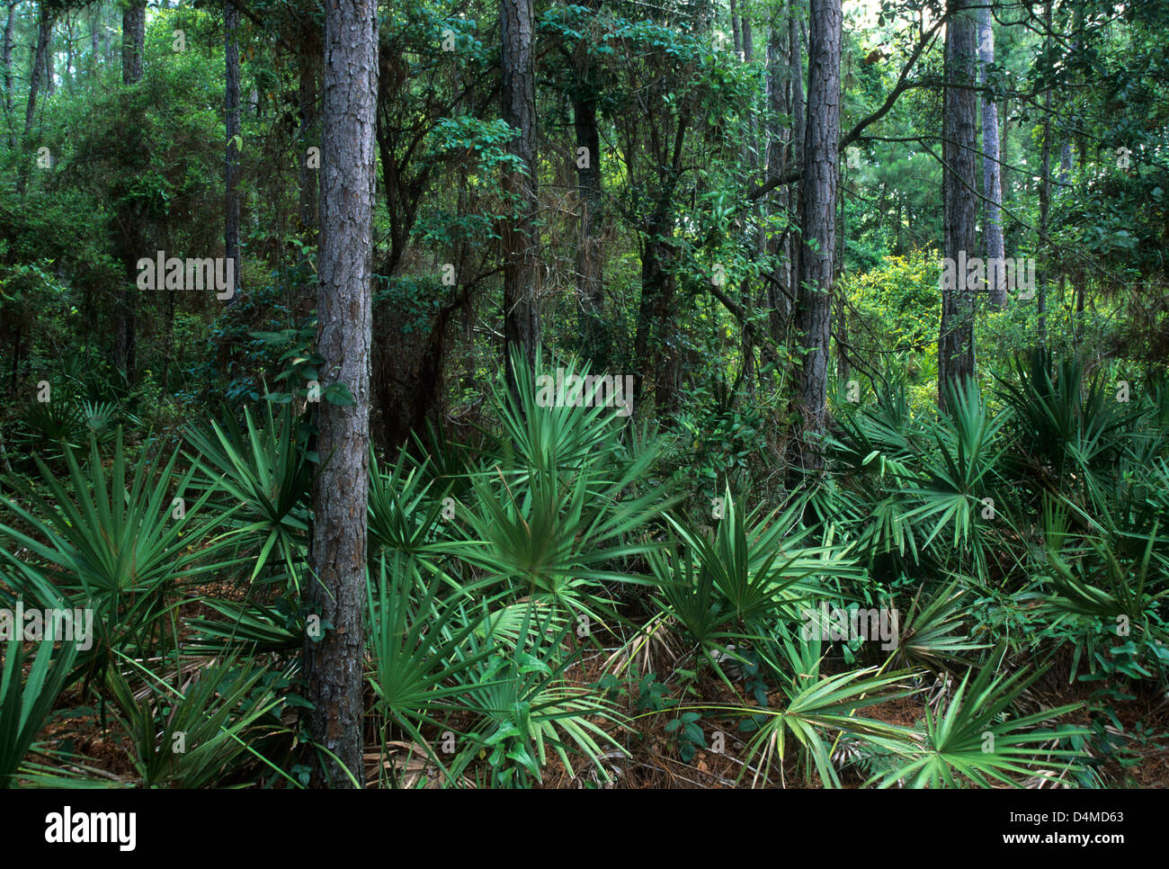 Foresta, Dauphin Isola Santuario Audubon, Alabama Foto Stock