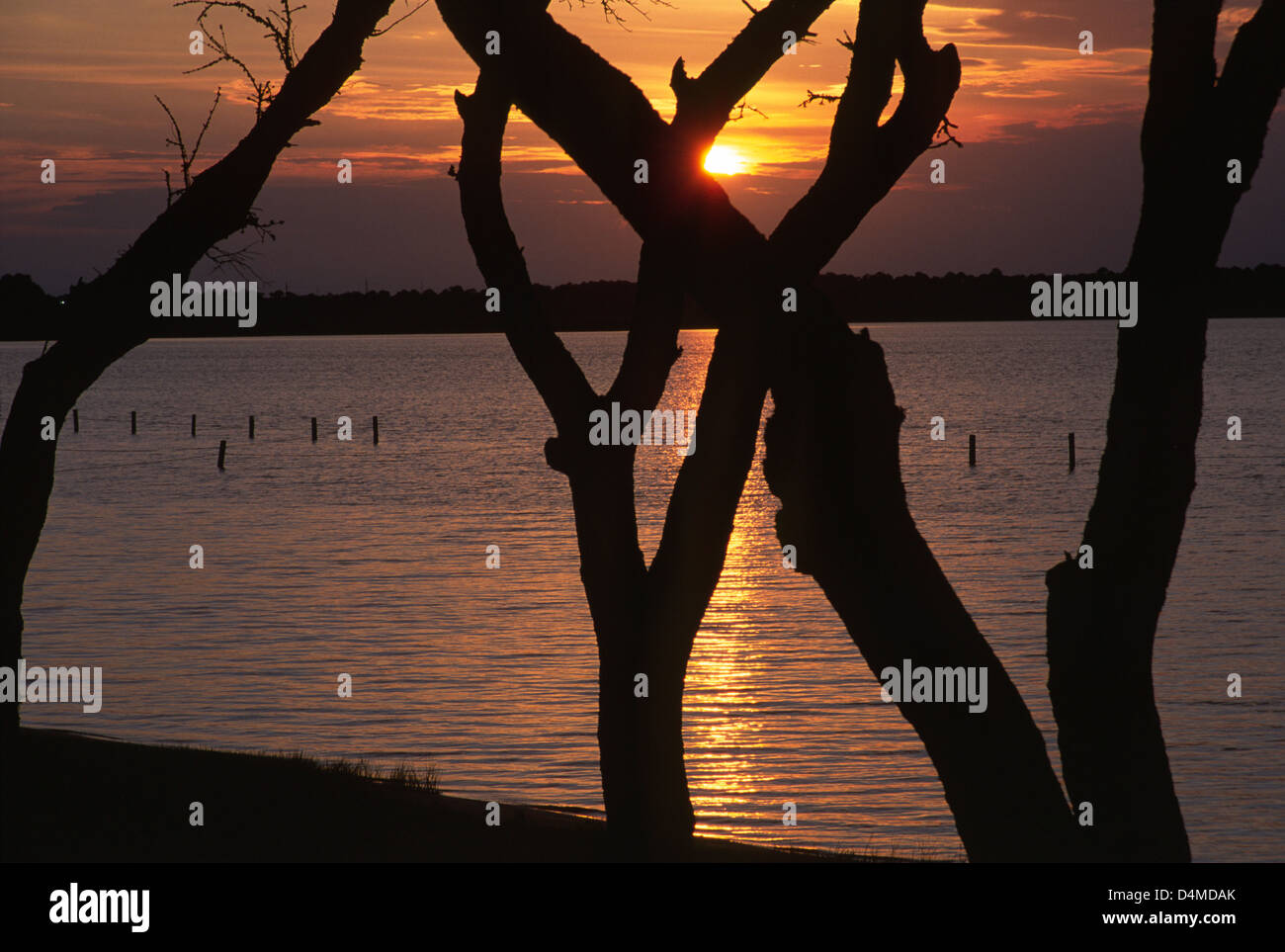Shelby Lago Tramonto attraverso tronchi di alberi, Golfo del parco statale, Alabama Foto Stock