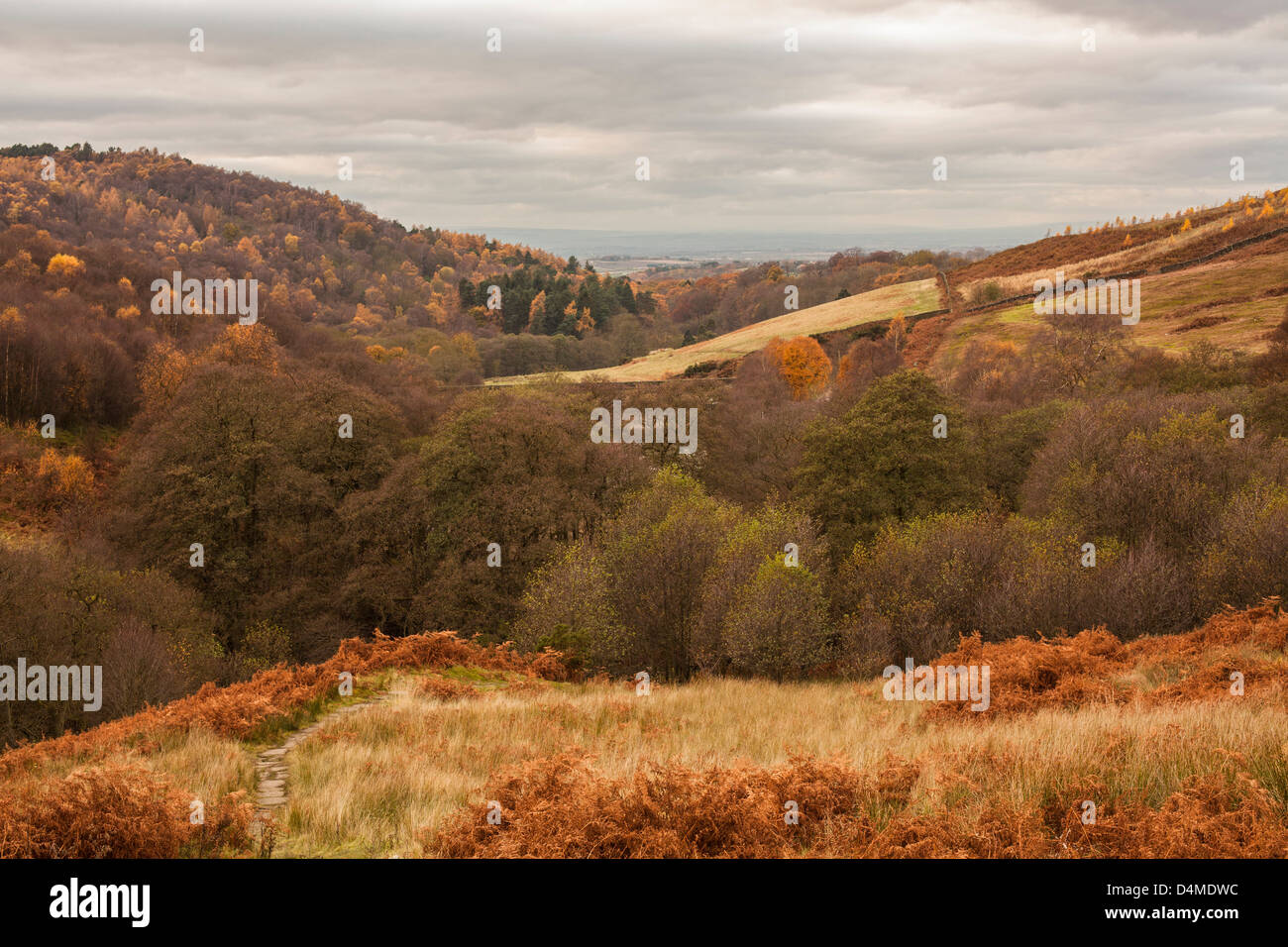 Autunno visualizza in basso Oakdale vicino Osmotherley con la valle di Mowbray in distanza, North Yorkshire. Foto Stock