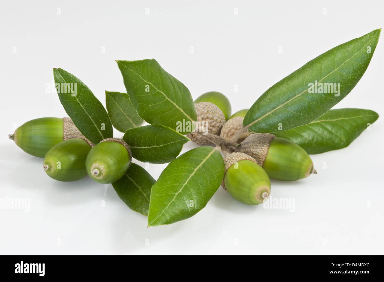 Sempreverde di foglie di quercia e sette ghiande verde su bianco Foto Stock