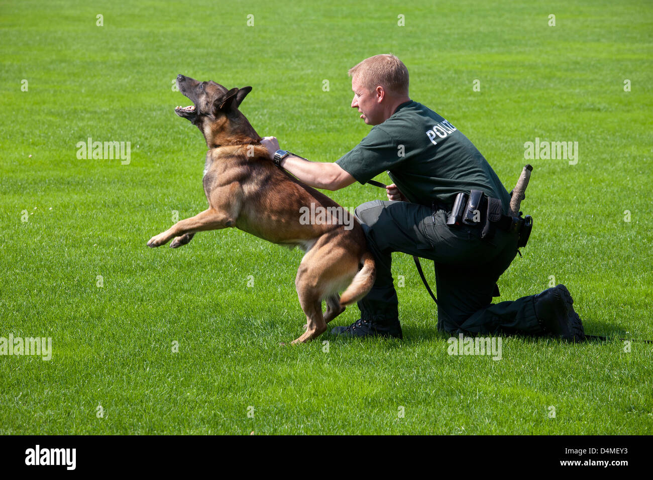 Schloss Holte-Stuckenbrock, Germania, cani di polizia a Einsatzuebung Foto Stock