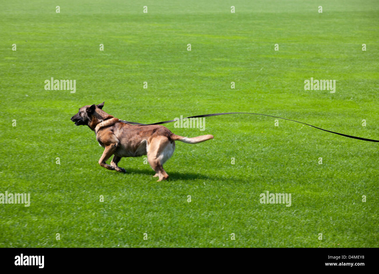 Schloss Holte-Stuckenbrock, Germania, cani di polizia a Einsatzuebung Foto Stock