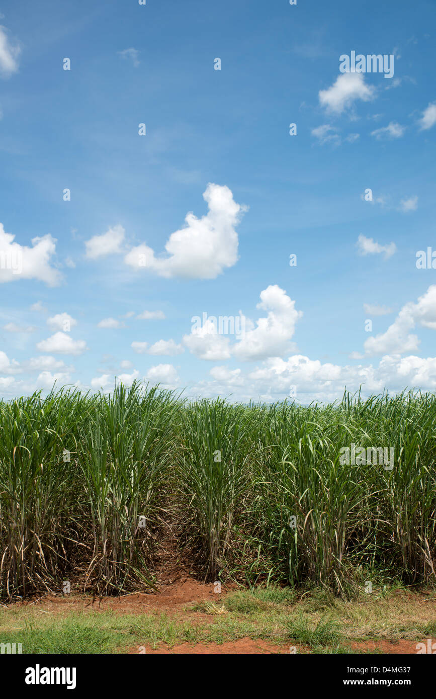 La canna da zucchero campo nei pressi di Innisfail, estremo Nord Queensland, Australia Foto Stock