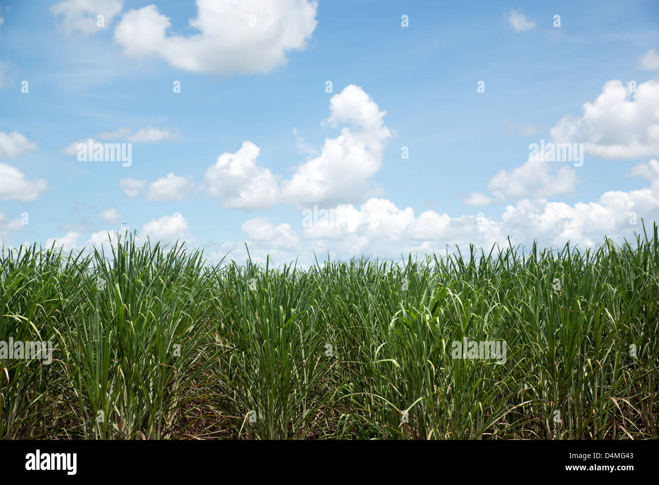 La canna da zucchero campo nei pressi di Innisfail, estremo Nord Queensland, Australia Foto Stock