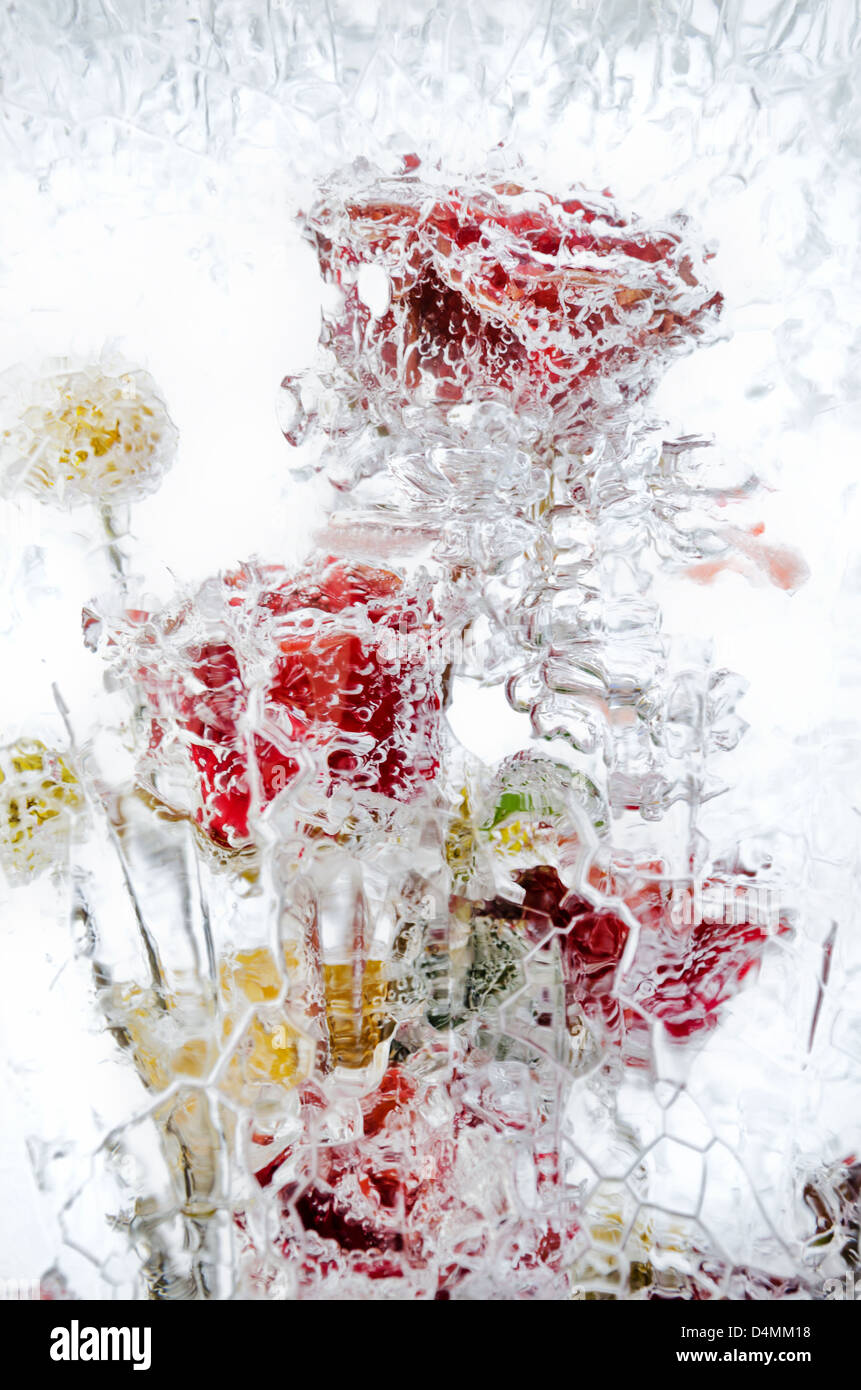 Fiori freschi, congelati in un blocco di ghiaccio Foto Stock