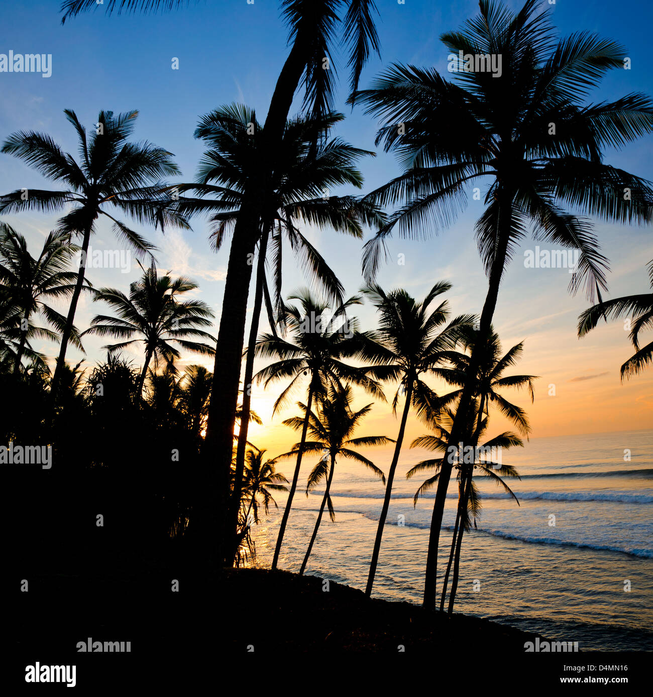 Boschetti di palme sulla riva nella luce del sole basso Foto Stock