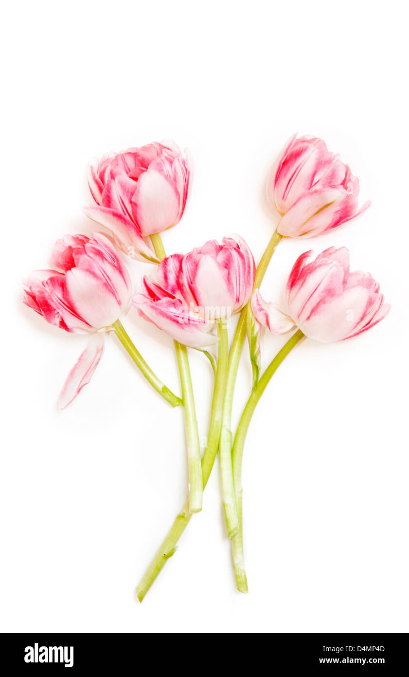 Rosa e Bianco tulipani posa su sfondo bianco Foto Stock