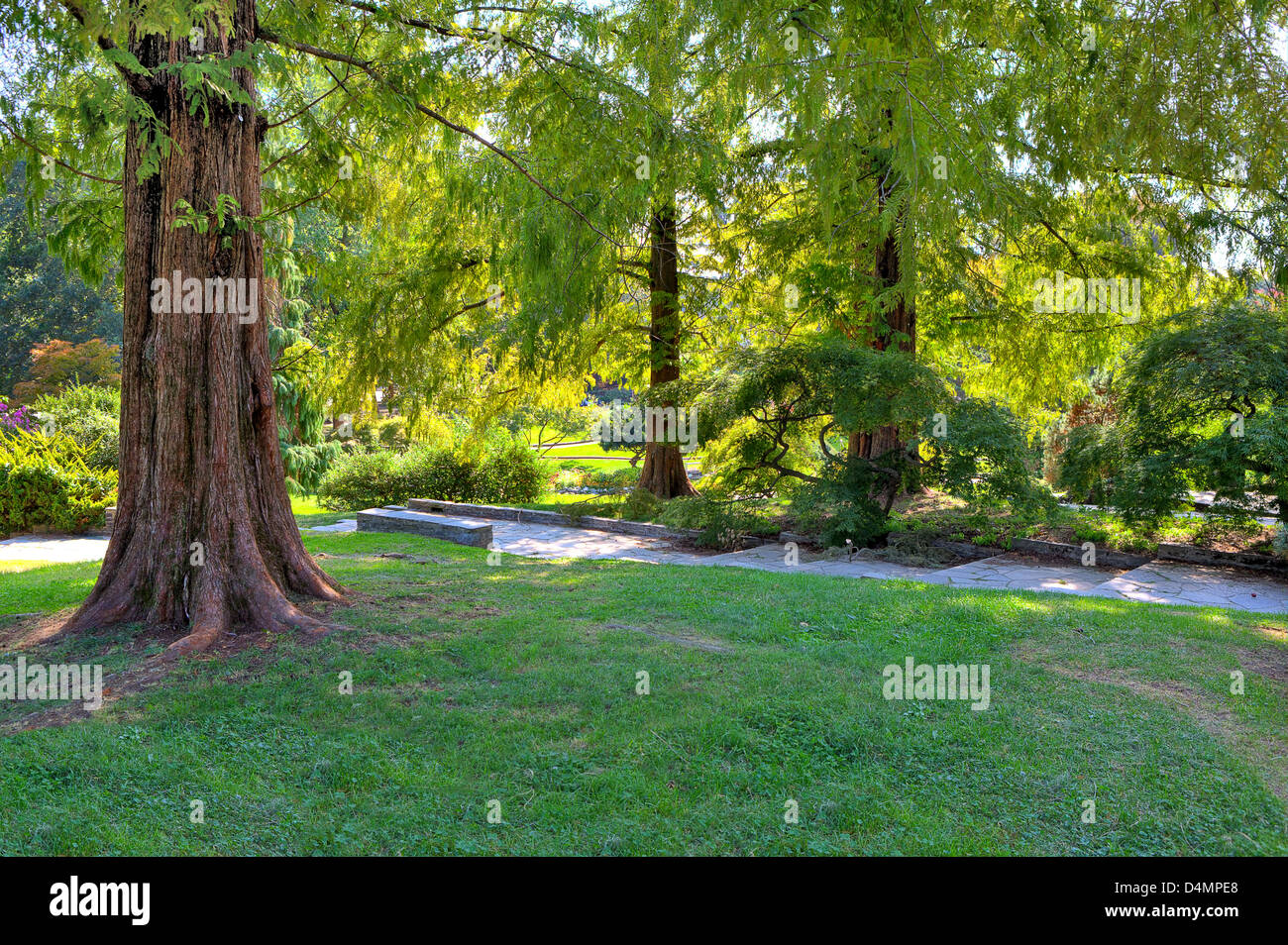 Big brown tronco di albero sul piccolo prato verde tra lussureggianti alberi a parte botanici del famoso parco del Valentino a Torino, Italia. Foto Stock