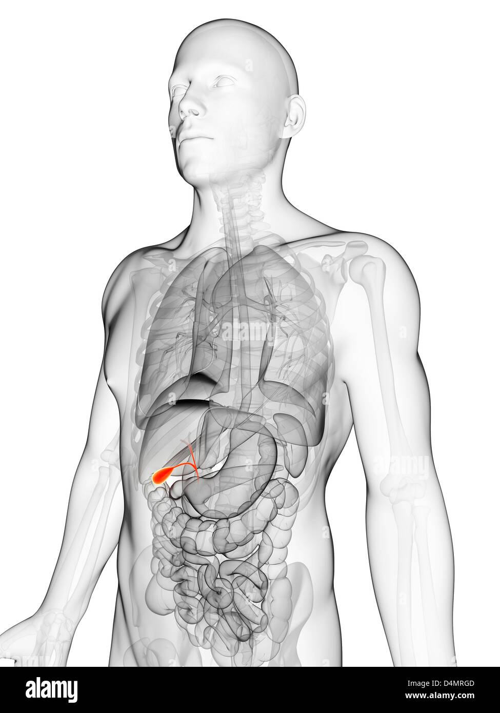 Colecisti umana Foto Stock