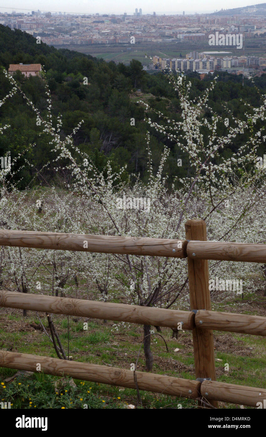 Sant Boi de Llobregat (Spagna), 16 marzo. La prova che la primavera inizia è che gli alberi di ciliegio che hanno cominciato a fiorire. Sul retro della figura vi è la città di Barcellona con i due grattacieli del Porto Olimpico. Foto Stock