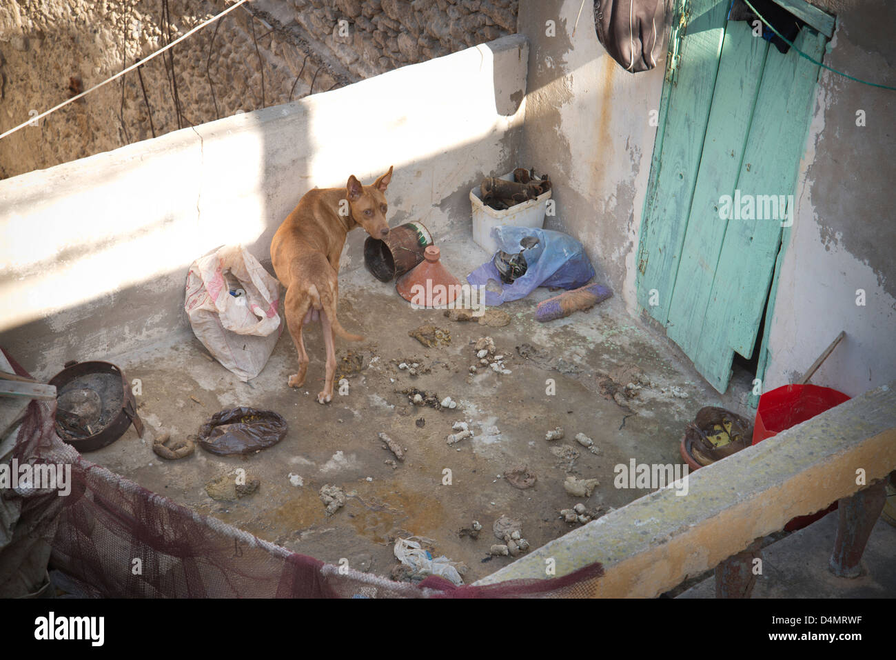 Cane mantenuta su un tetto con penna, circondato dai propri feci Foto Stock