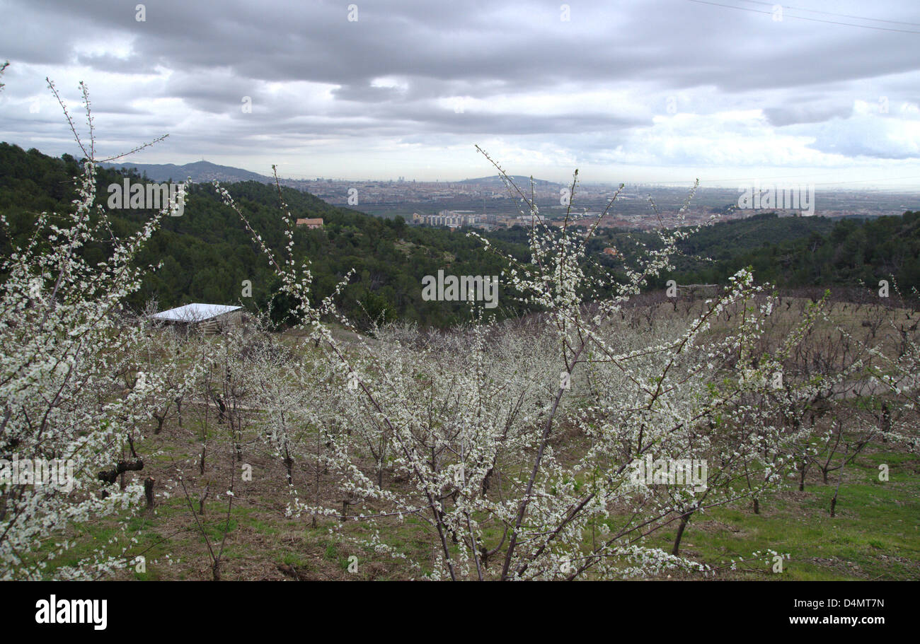 Sant Boi de Llobregat (Spagna), 16 marzo. La prova che la primavera inizia è che gli alberi di ciliegio che hanno cominciato a fiorire. Sul retro della figura vi è la città di Barcellona con i due grattacieli del Porto Olimpico. Foto Stock