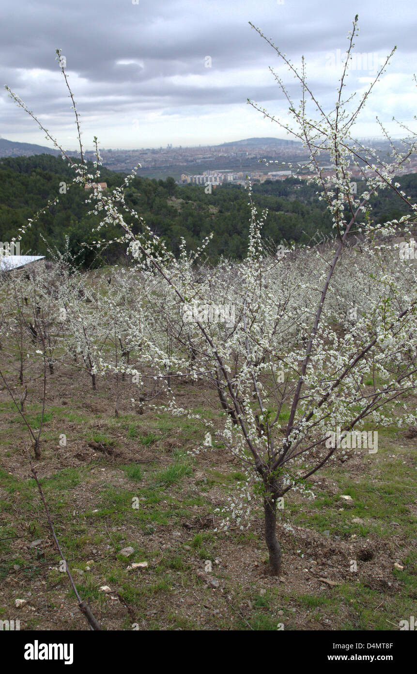 Sant Boi de Llobregat (Spagna), 16 marzo. La prova che la primavera inizia è che gli alberi di ciliegio che hanno cominciato a fiorire. Sul retro della figura vi è la città di Barcellona con i due grattacieli del Porto Olimpico. Foto Stock