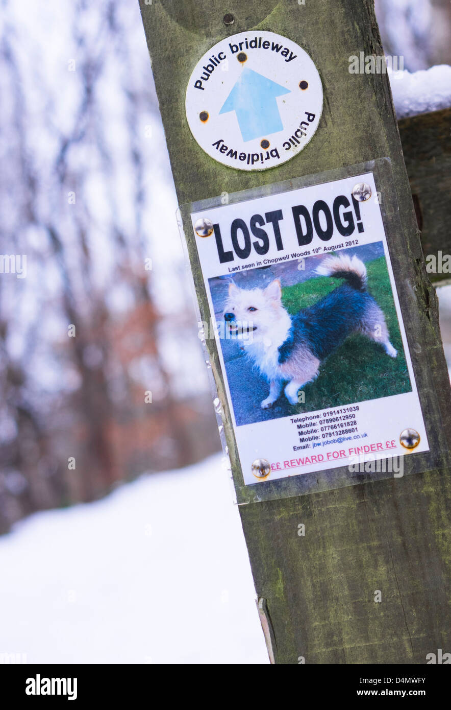 Un lost dog poster su un recinto sul bosco a piedi. Foto Stock