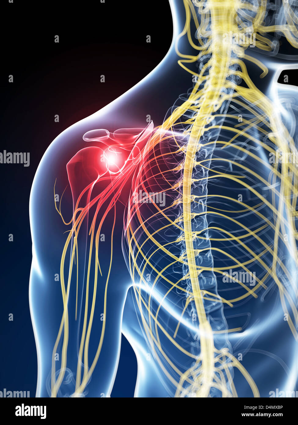 Evidenziato giunto a spalla Foto Stock
