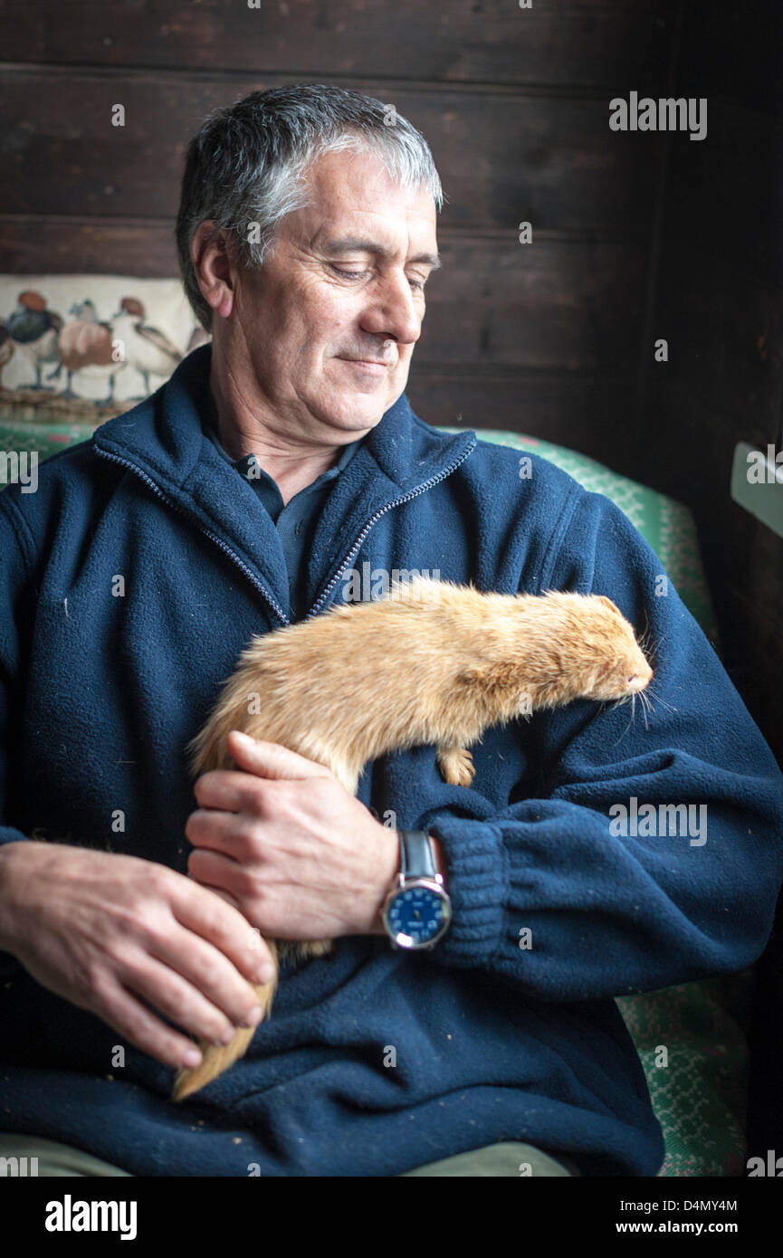 Thriplow Daffodil Weekend, Cambridgeshire, Regno Unito. Sabato 16 marzo 2013. Simon Riso, noto come il Ferret uomo, gestisce un furetto dentro il suo tradizionale capanna di pastore. Egli mostra e opere furetti e vissuto nella capanna durante il fine settimana. Vento freddo e pioggia non ha impedito il festival annuale che è frequentato da migliaia di visitatori e continua domani. La manifestazione è organizzata dall'Daffodil Weekend fiducia e raccoglie fondi per una diversa carità ogni anno. Credito: Julian Eales / Alamy Live News Foto Stock Thriplow Daffodil Weekend, Cambridgeshire, Regno Unito. Sabato 16 marzo 2013. Simon Riso, noto come il Ferret uomo, gestisce un furetto dentro il suo tradizionale capanna di pastore. Egli mostra e opere furetti e vissuto nella capanna durante il fine settimana. Vento freddo e pioggia non ha impedito il festival annuale che è frequentato da migliaia di visitatori e continua domani. La manifestazione è organizzata dall'Daffodil Weekend fiducia e raccoglie fondi per una diversa carità ogni anno. Credito: Julian Eales / Alamy Live News Foto Stock