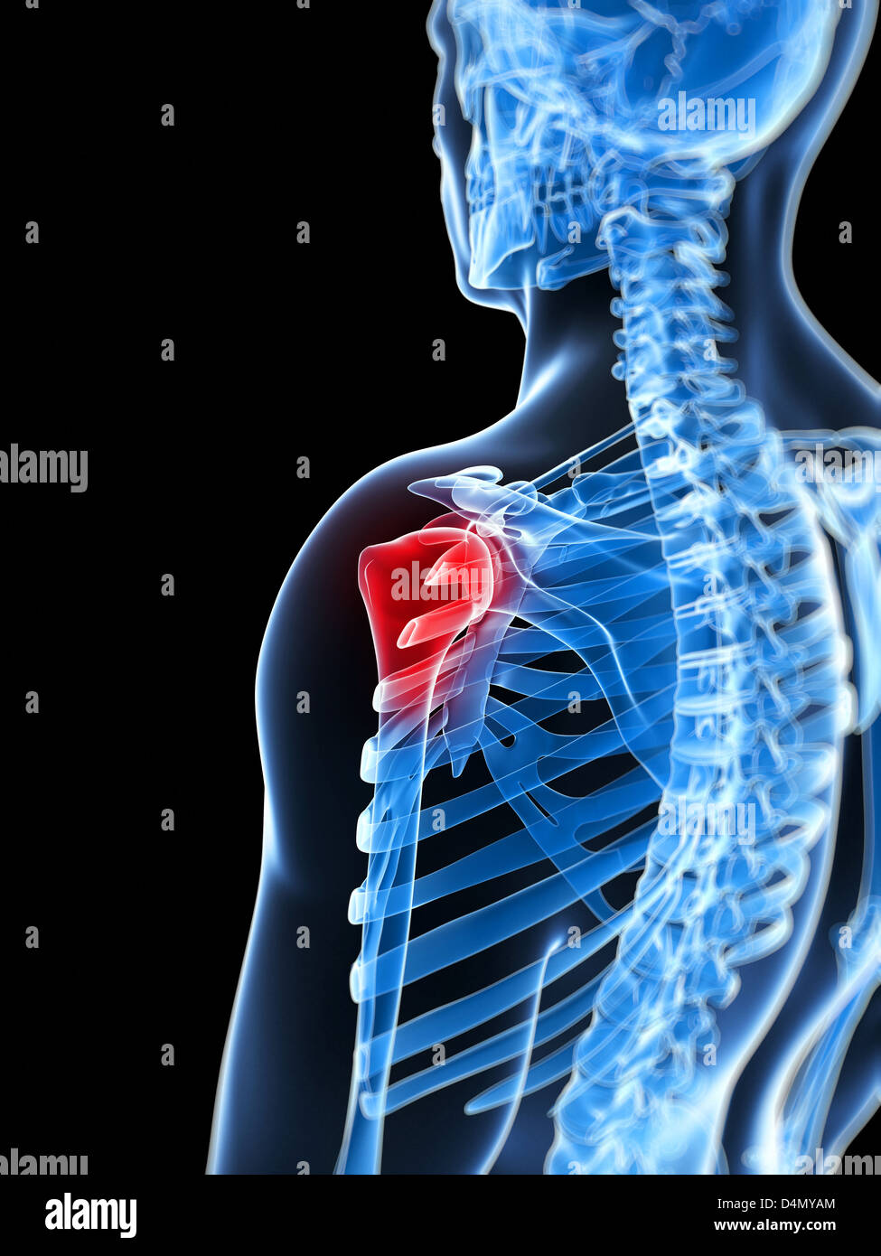 Evidenziato giunto a spalla Foto Stock