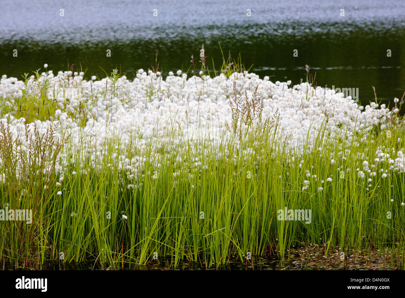 Alaska Erba di cotone (Eriophorum brachyantherm) cresce lungo un lago tundra nella sezione occidentale del Parco Nazionale di Denali Alaska Foto Stock